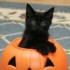 Pour Halloween, soutenez les chats noirs abandonnés